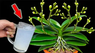 This magical water will help rotten orchids revive immediately and bloom 500%