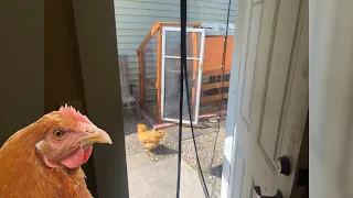 Chickens in my Small Backyard for a Month - What I learned