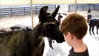 HANGING OUT WITH LLAMAS | WORKING LLAMA FARM TOUR