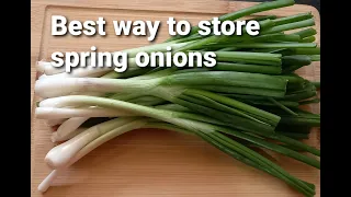 How to store spring onions//Best way to store spring onions//Perfect method 👌