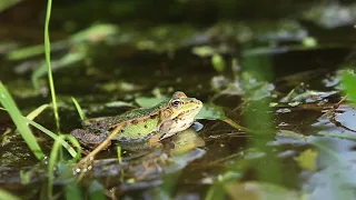 Sounds of nature croaking frogs for sleep and relaxation