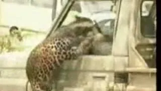 leopard vs man