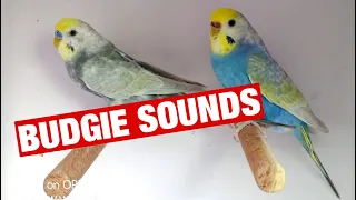 Budgie Sounds (3 Hour) for Lonely Budgies - Budgerigar Sounds to Play for Your Parakeets