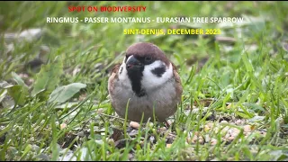 Spot on biodiversity - Ringmus - Passer montanus - Eurasian tree sparrow - Hungry