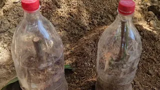 Growing Mango Tree Cutting In A Aloevera