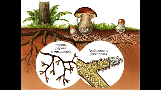 Базидиомицеты (общая характеристика)