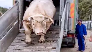 12 Abnormally Large Bulls That Actually Exist