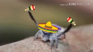 The Mexican dancing spider