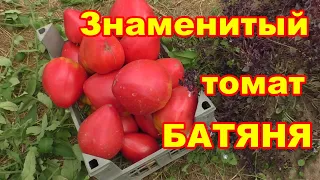 Обзор знаменитого томата Батяня, за все лето