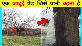 Water is Pouring Out from an Old Tree | Montenegro's Gushing Water Tree #shorts