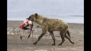 Hyena hunts a flamingo| CCTV English