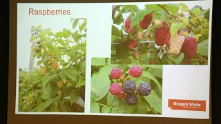 Growing Raspberries in Soil, Raised Beds, and Containers   Neil Bell