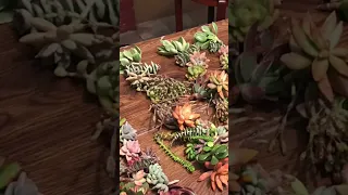 Why you should plant succulents if you live in California