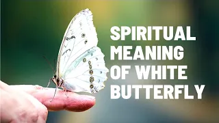 |White Butterfly Spiritual Meaning And Symbolism|