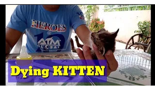 I'm Trying To Revive A Dying Kitten And See What Happen After Thirty Minutes (#62)