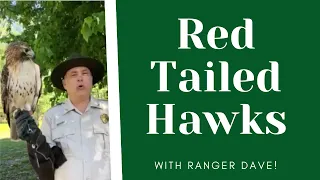 All About Red Tailed Hawks!