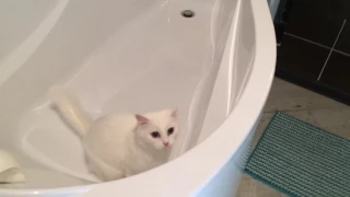 Кот не может вылезти из ванны