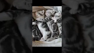 ❤️ Cutest kitten video | Funny cat videos 😂🤣 #cats #shorts