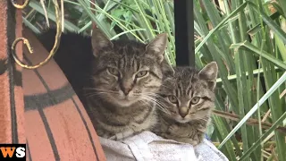 Kittens Mimicking Their Mothers Compilation