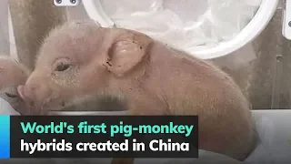 World's first pig-monkey hybrids created in China