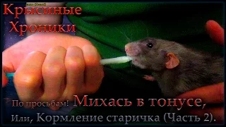 Крысы | Михась в тонусе, или кормление старичка ч.2 (Fancy Rats)