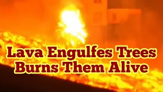 Lava Engulfes And Burn Trees While Passing Houses In Cumbre Vieja Volcano In La Palma Island