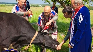 Забой быка Армянская свадьба за 7 дней и 7 ночей