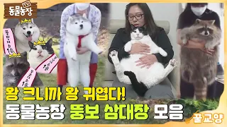 [꿀교양/SUB] 왕 크니까 왕 귀엽다! 동물농장 뚱보 삼대장 ‘빅시×비비×동심이’모음 #TV동물농장 #AnimalFarm #SBSstory