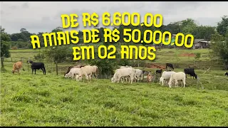 QUANTO GANHEI COM 11 BEZERRAS (EM 02 ANOS)