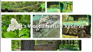 Hidden Gem || Grant's Woods Nature Reserve || Orillia