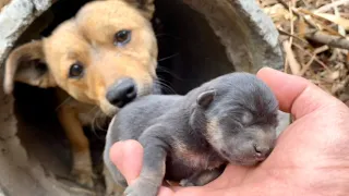 A stray dog 🐶 mom led me through the forest and found her starving puppies. 🥰😘❤💪🐶🐕