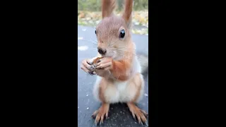 Белка ест орешек прямо на дороге / Squirrel eats a nut right on the road
