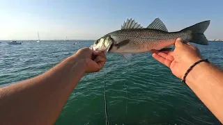 loup au leurre de surface en méditerranée