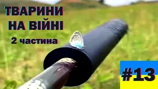 Тварини на війні - 2 частина, меми війни, краще з тіктоку