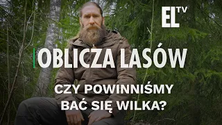 Czy powinniśmy bać się wilka? | OBLICZA LASÓW #129