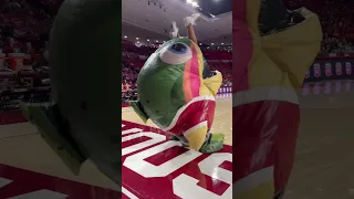 OU pom girl gets eaten by a ZOOperstars! mascot