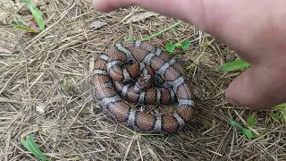 Milk Snake recapture at a Kentucky survey site 1 June 2024