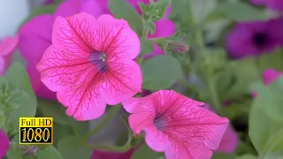 Beautiful Flowers ~ Planet Earth Amazing Nature Scenery & The Best Relax Music • 3 HOURS