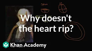 Why doesn't the heart rip? | Circulatory system physiology | NCLEX-RN | Khan Academy