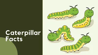 Caterpillar Facts | Insect Facts