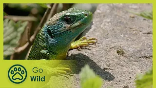 Ticino | Wild Faces of Switzerland | Go Wild