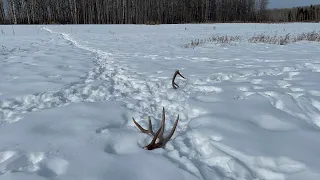 Shed hunting 2023. Never enough sheds!