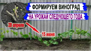 🍇 Формируем ДВУХЛЕТНИЙ КУСТ ВИНОГРАДА на УРОЖАЙ. Открытие, обломка, полив, подкормка, пасынкование.