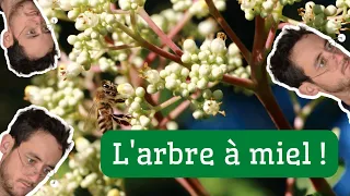 Comment faire pousser un ARBRE À MIEL.