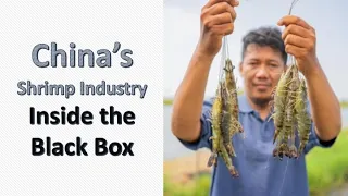 China’s Shrimp Industry Inside the Black Box