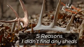 No Luck Shed Hunting| 5 Reasons I don't find many sheds and not worried about it #shedhunting