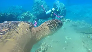 Diving on Maui, Hawaii | Best of Mala Pier SCUBA Dives | Lahaina