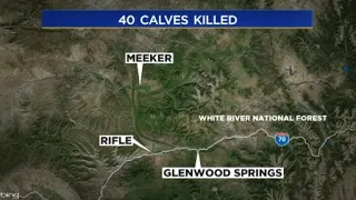 40 calves found dead in Meeker