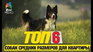 Топ 6 собак средних размеров для квартиры | Top 6 medium sized dogs for the flat