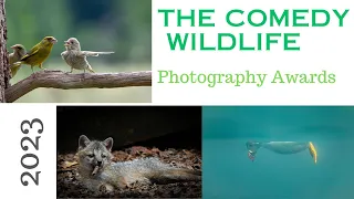 The Comedy Wildlife Photography Awards 2023 winner